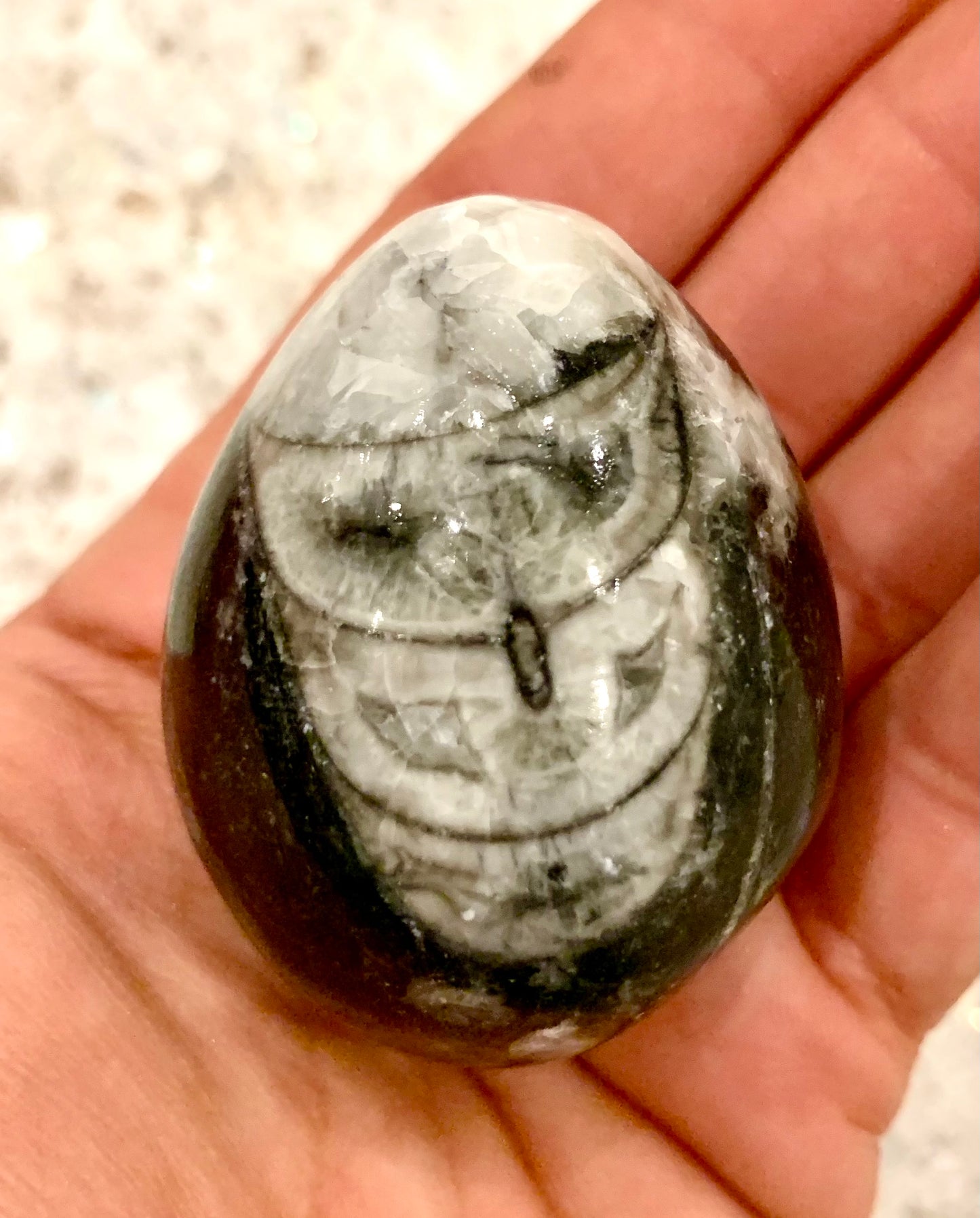Orthoceras Fossil Egg - Crystalboutique.co.uk