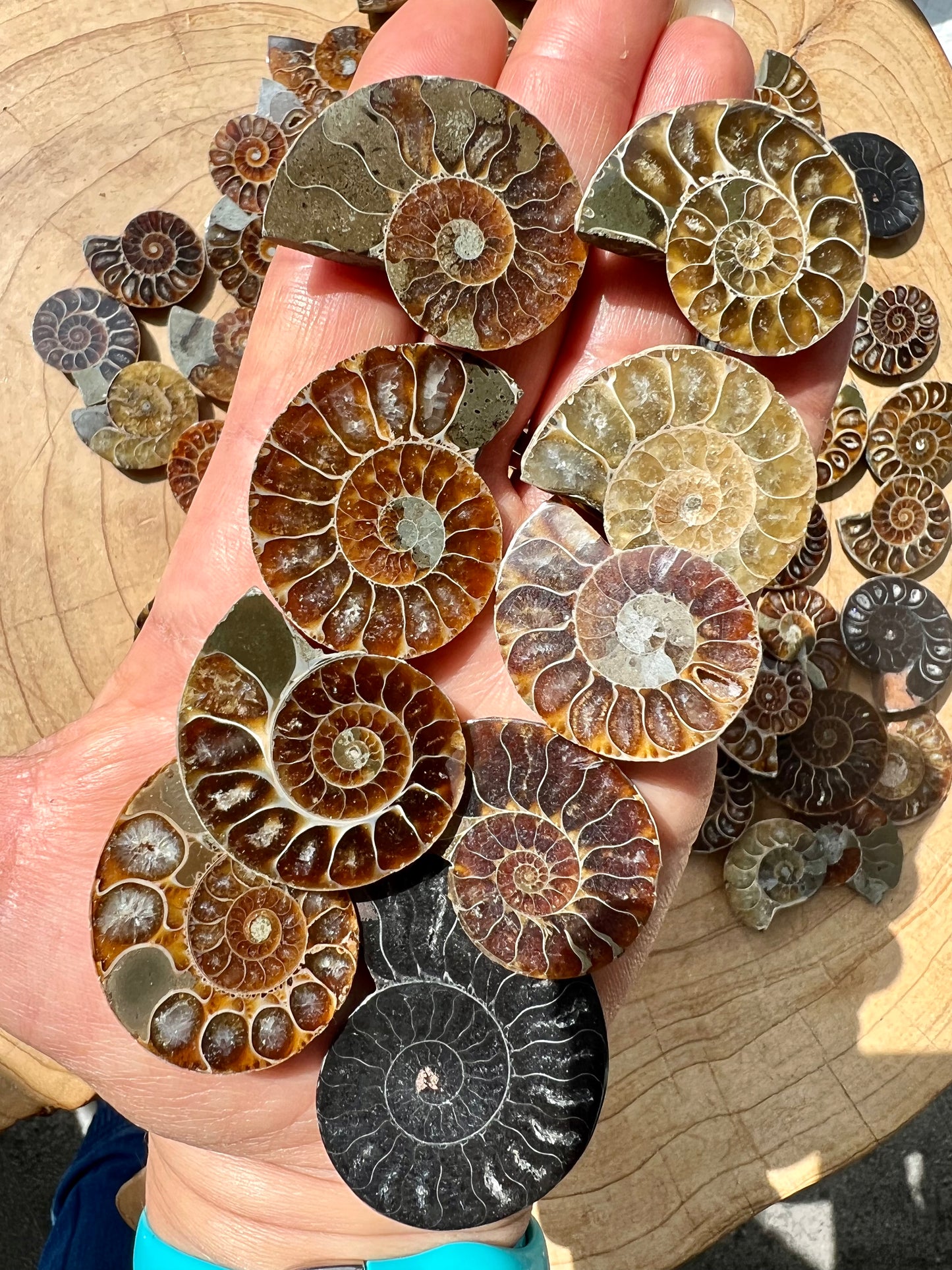 Cut & Polished Ammonite Fossils