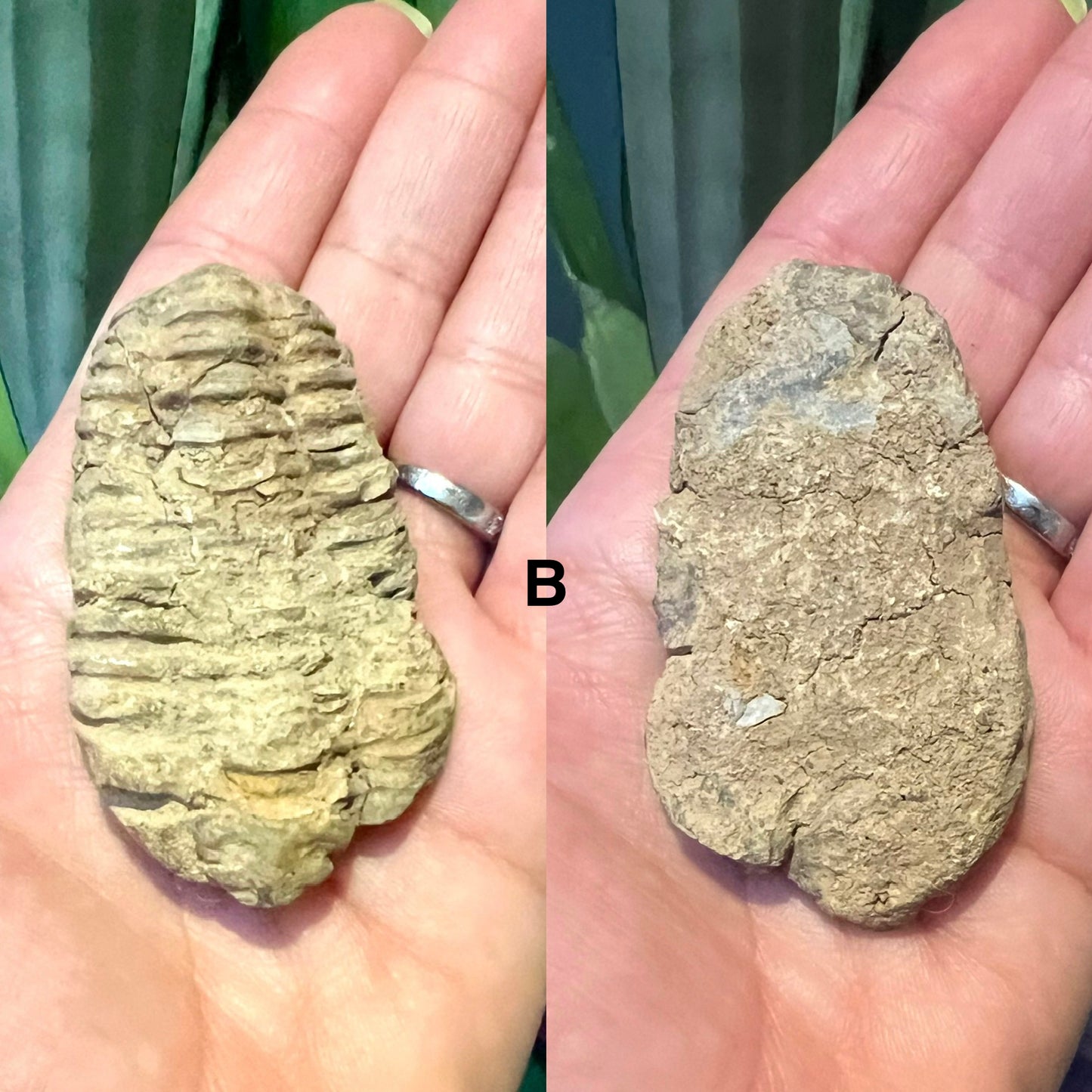 Natural Trilobite Fossils – Prehistoric Marine Fossil Specimens - Crystal Boutique.co.uk