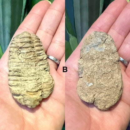 Natural Trilobite Fossils – Prehistoric Marine Fossil Specimens - Crystal Boutique.co.uk
