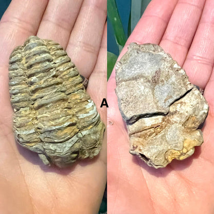Natural Trilobite Fossils – Prehistoric Marine Fossil Specimens - Crystal Boutique.co.uk