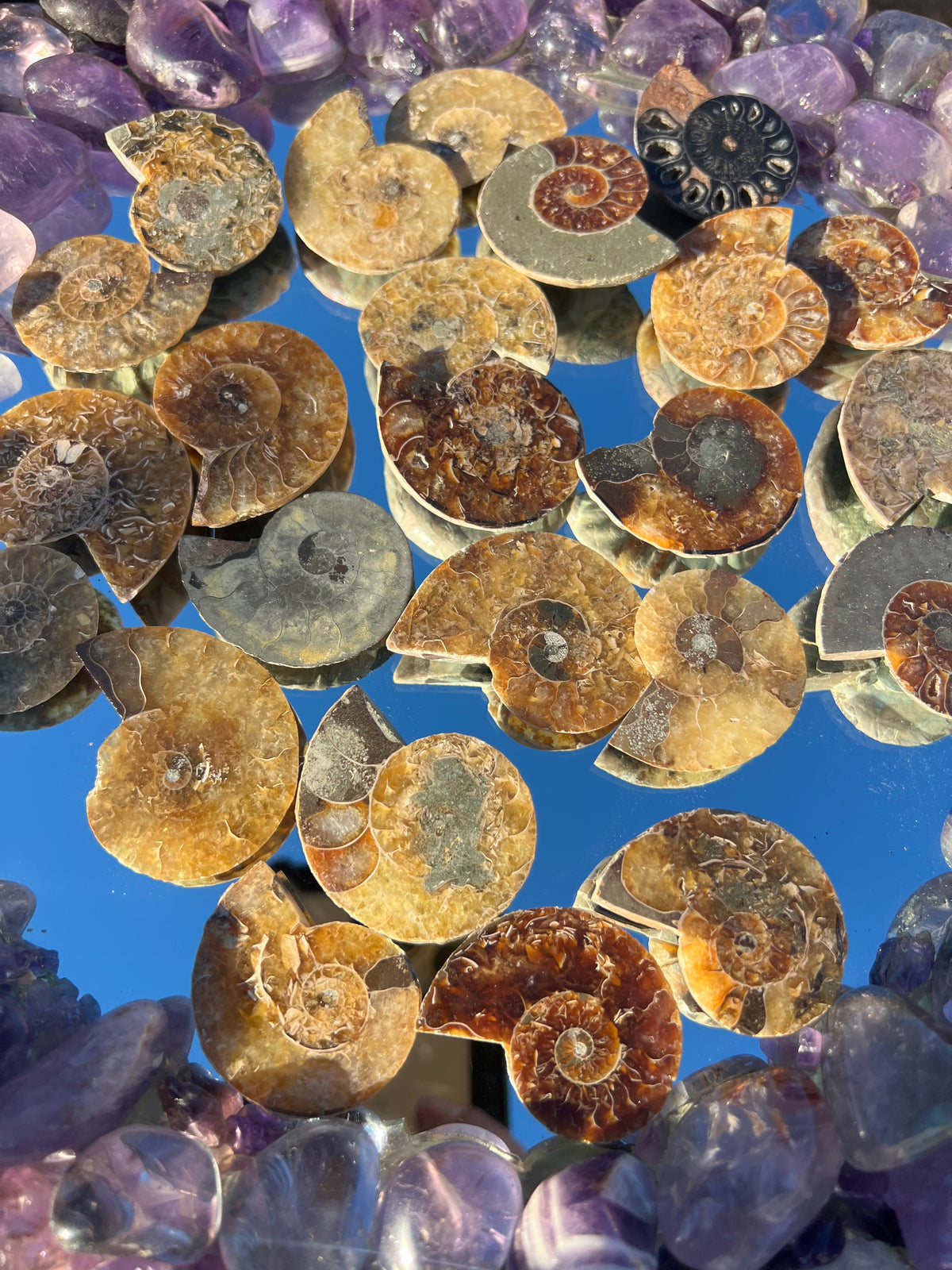 A collection of cut and polished ammonite shell fragments arranged on a mirror.