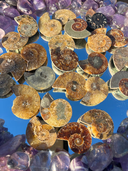 A collection of cut and polished ammonite shell fragments arranged on a mirror.