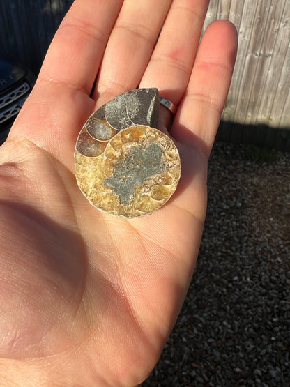 A cut and polished ammonite fossil held in the palm of a hand.