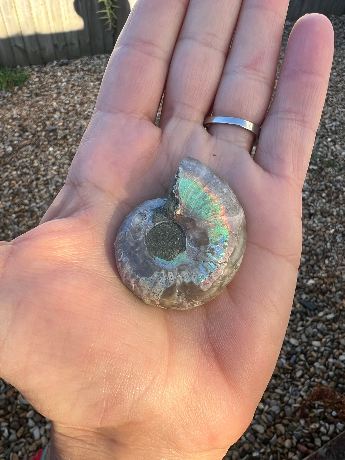 The rear of an ammonite fossil held in the palm of a hand.