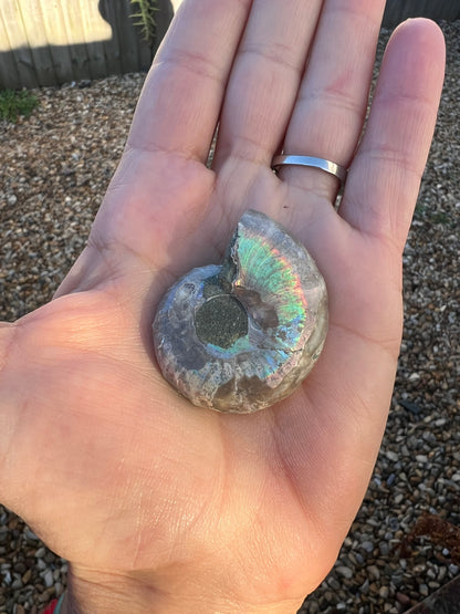 The rear of an ammonite fossil held in the palm of a hand.
