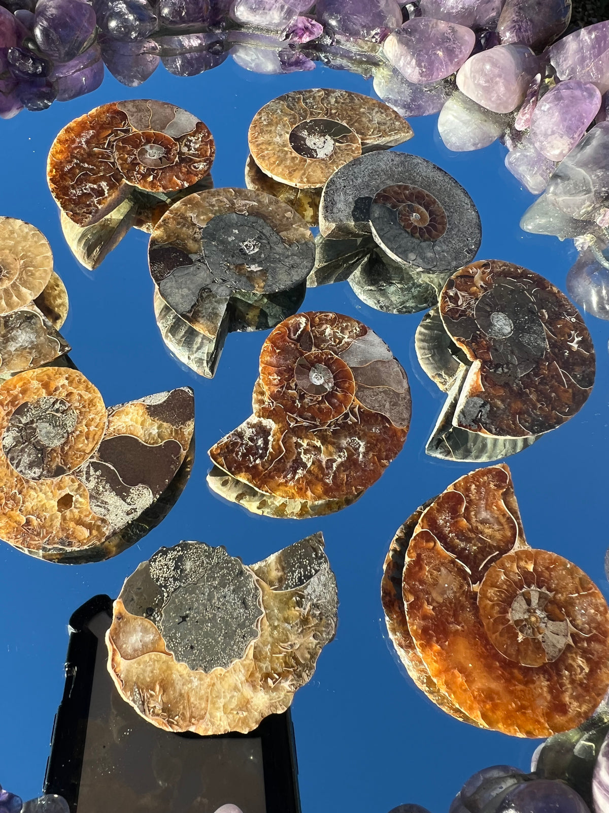 A collection of cut and polished ammonite shell fragments arranged on a mirror.