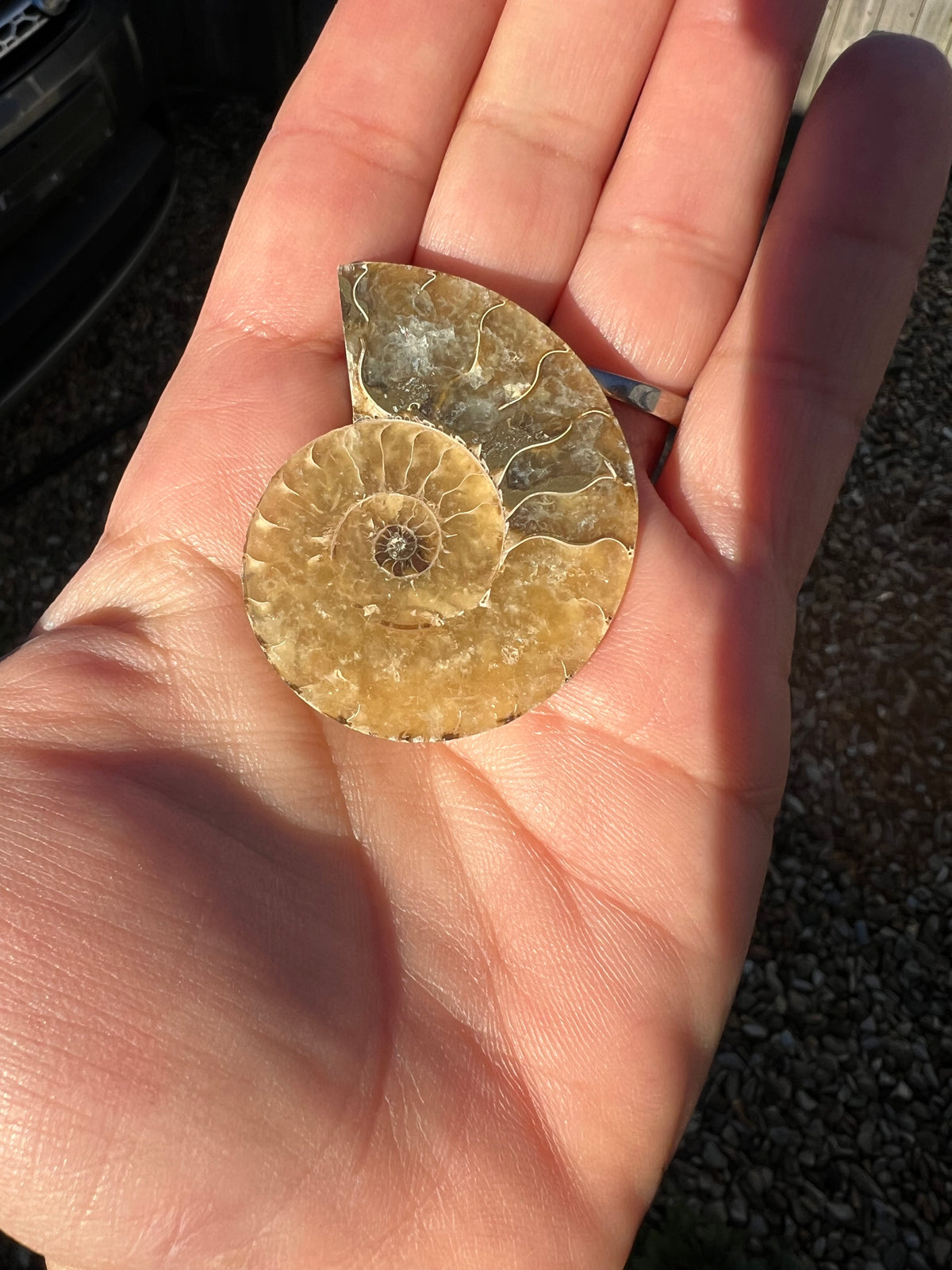 A cut and polished ammonite fossil held in the palm of a hand.