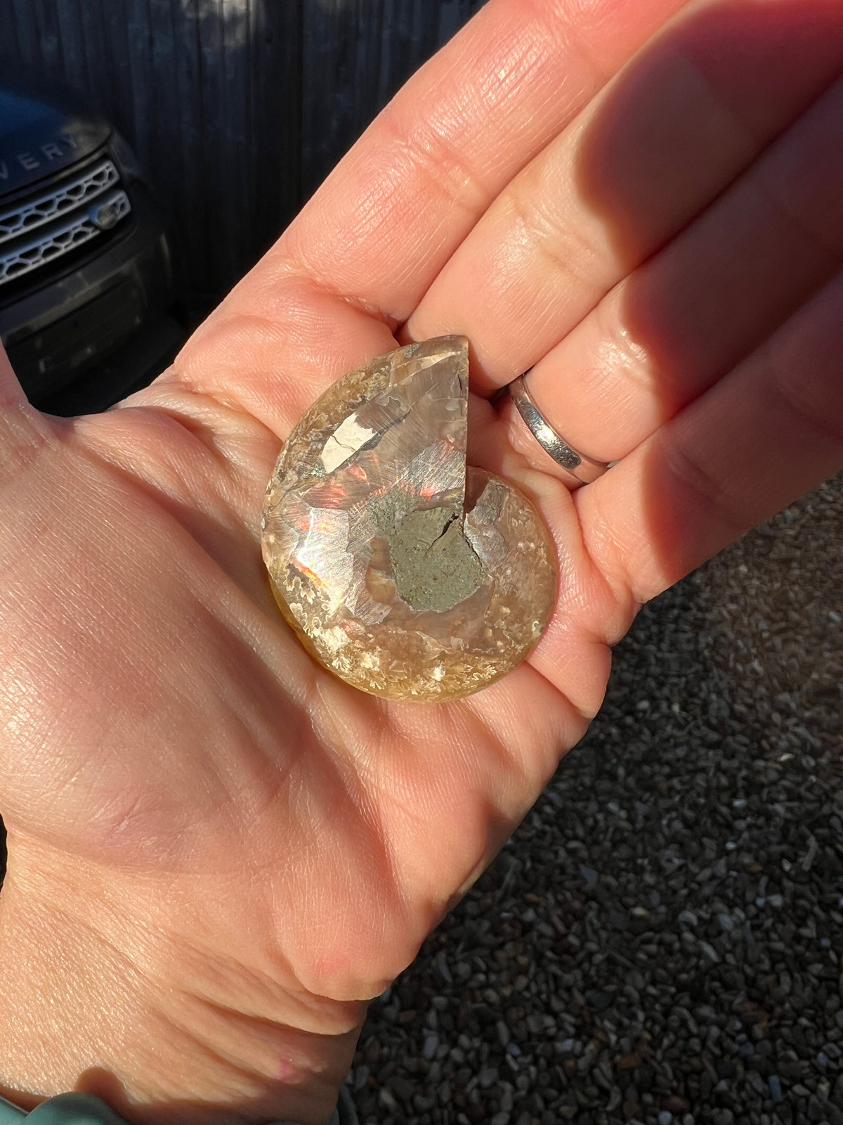 The rear of an ammonite fossil held in the palm of a hand.