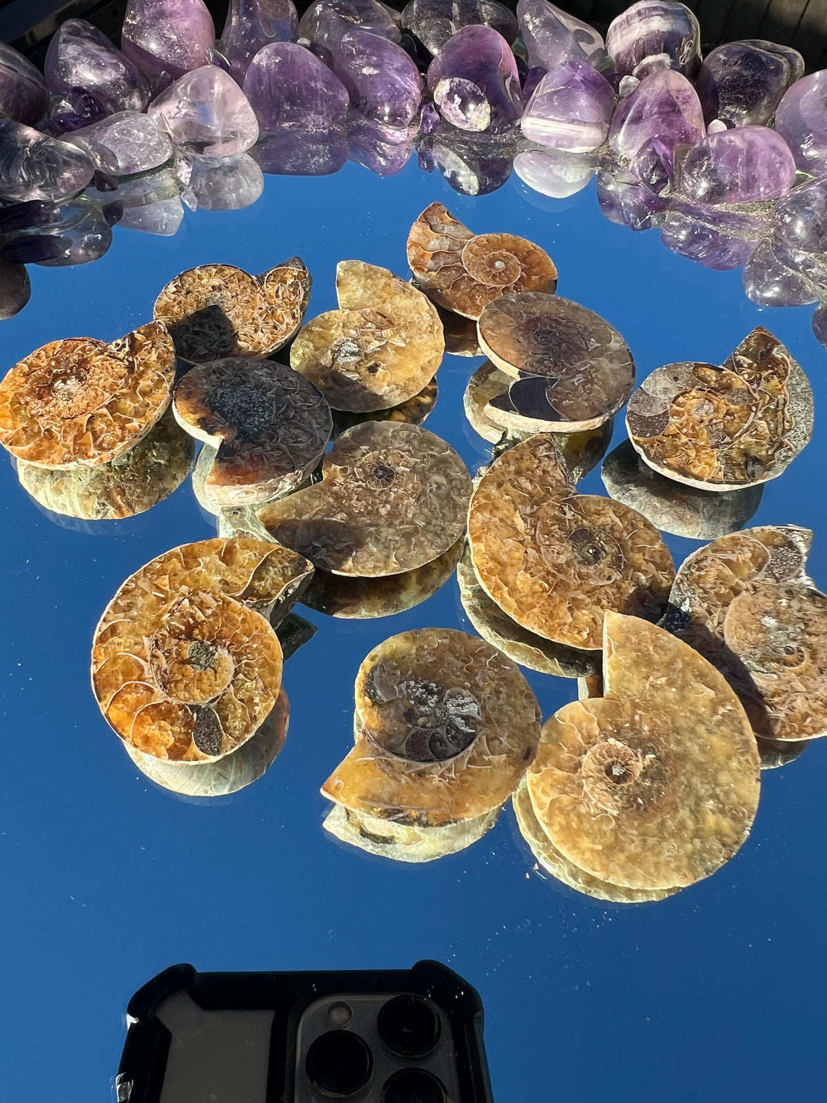 A collection of cut and polished ammonite shell fragments arranged on a mirror.