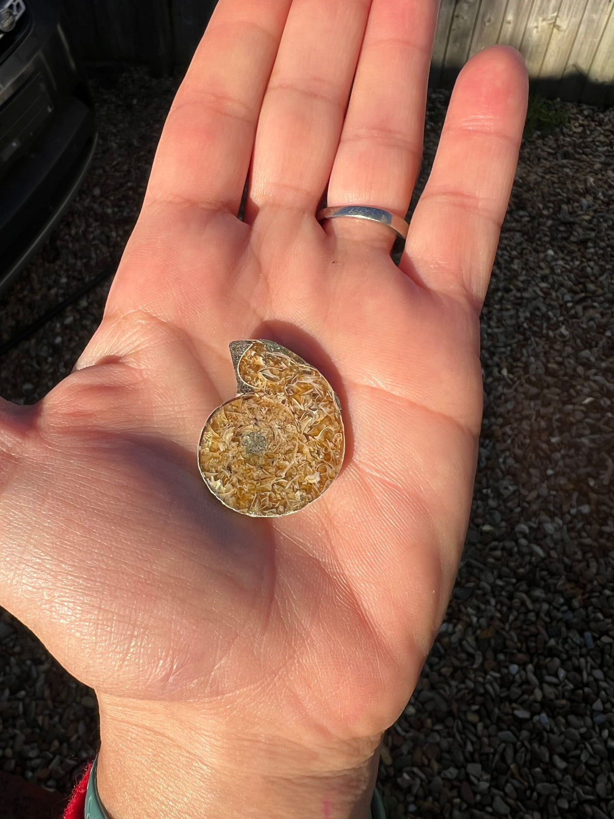 A cut and polished ammonite fossil held in the palm of a hand.
