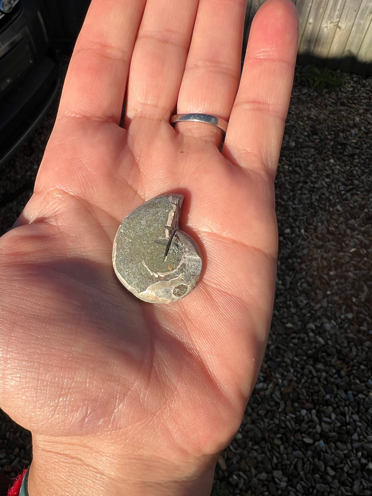 The rear of an ammonite fossil held in the palm of a hand.