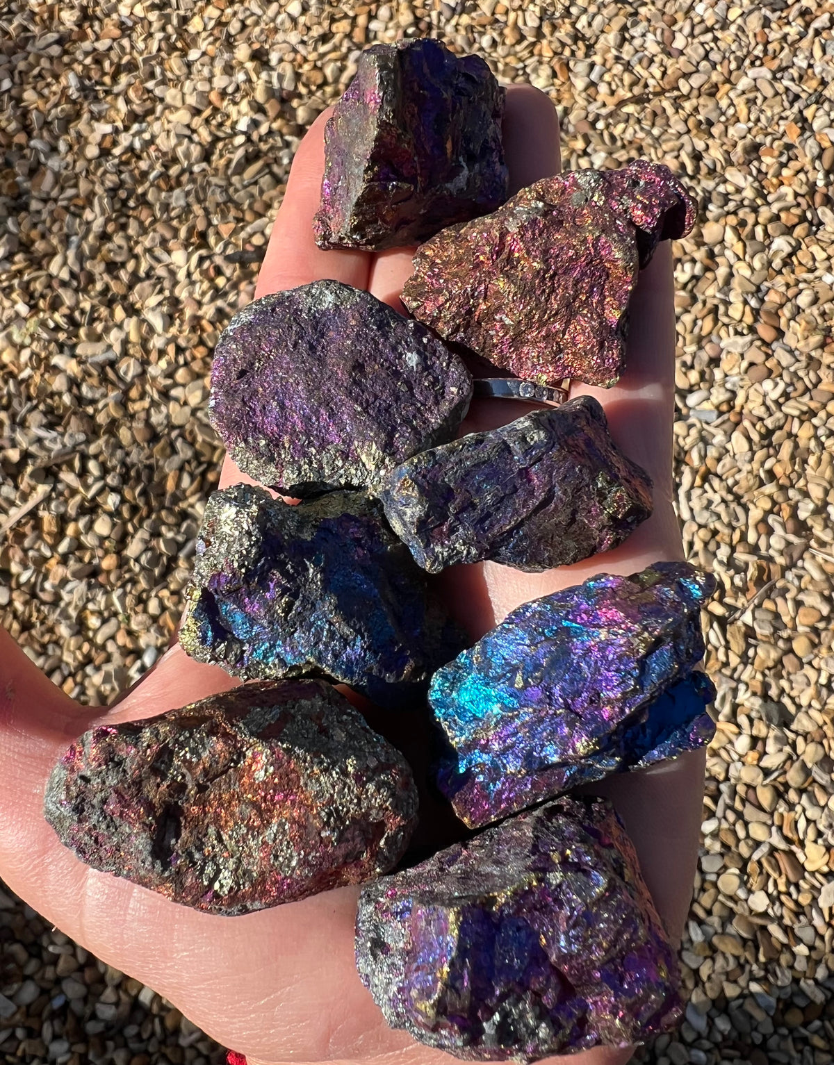 A hand holding several rough, iridescent purple and blue Peacock Ore crystals over a background of small tan pebbles.