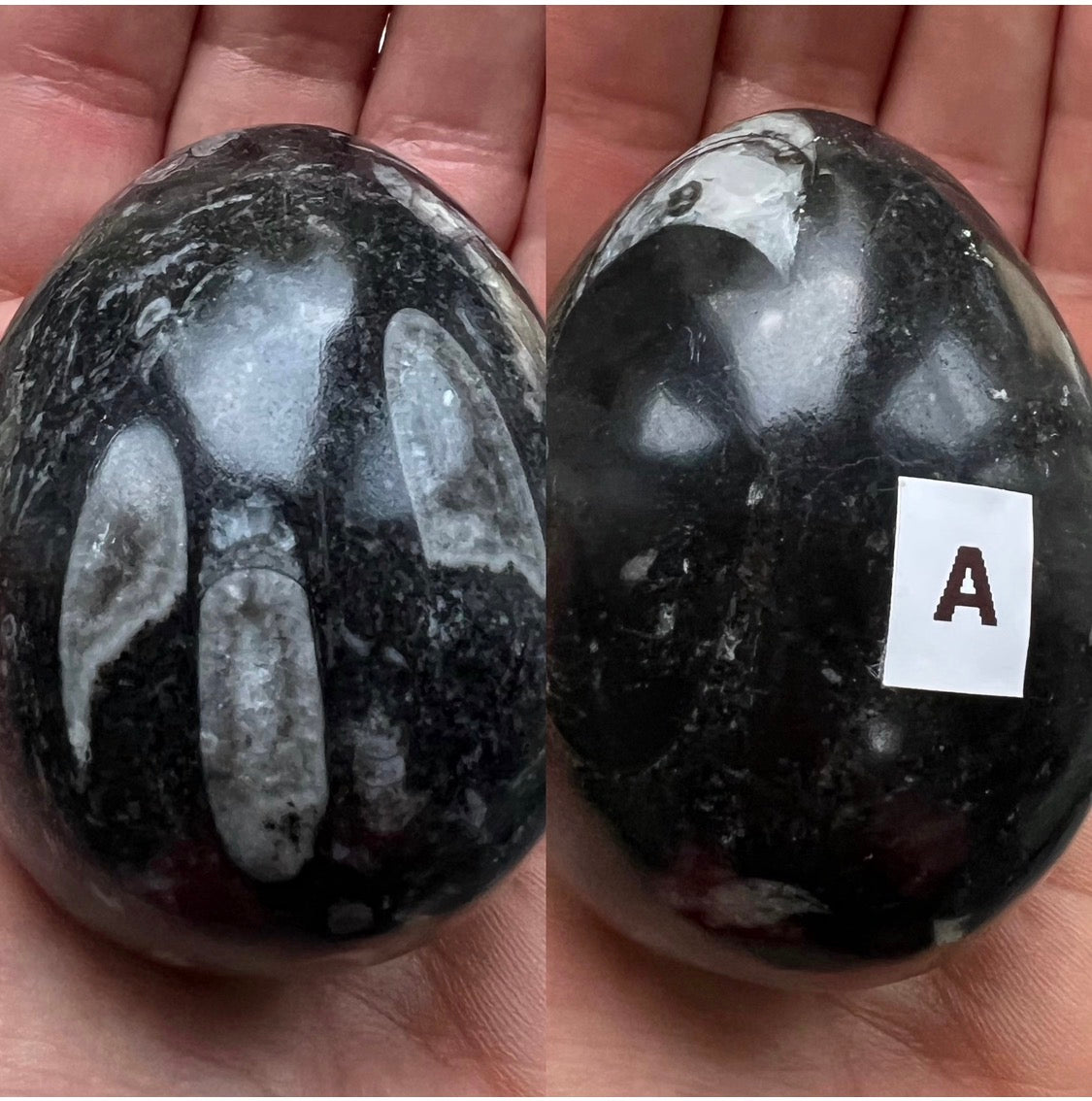 Orthoceras Nautiloid Fossils – 400 Million Years Old – Morocco - Crystal Boutique.co.uk