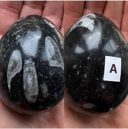Orthoceras Nautiloid Fossils – 400 Million Years Old – Morocco - Crystal Boutique.co.uk