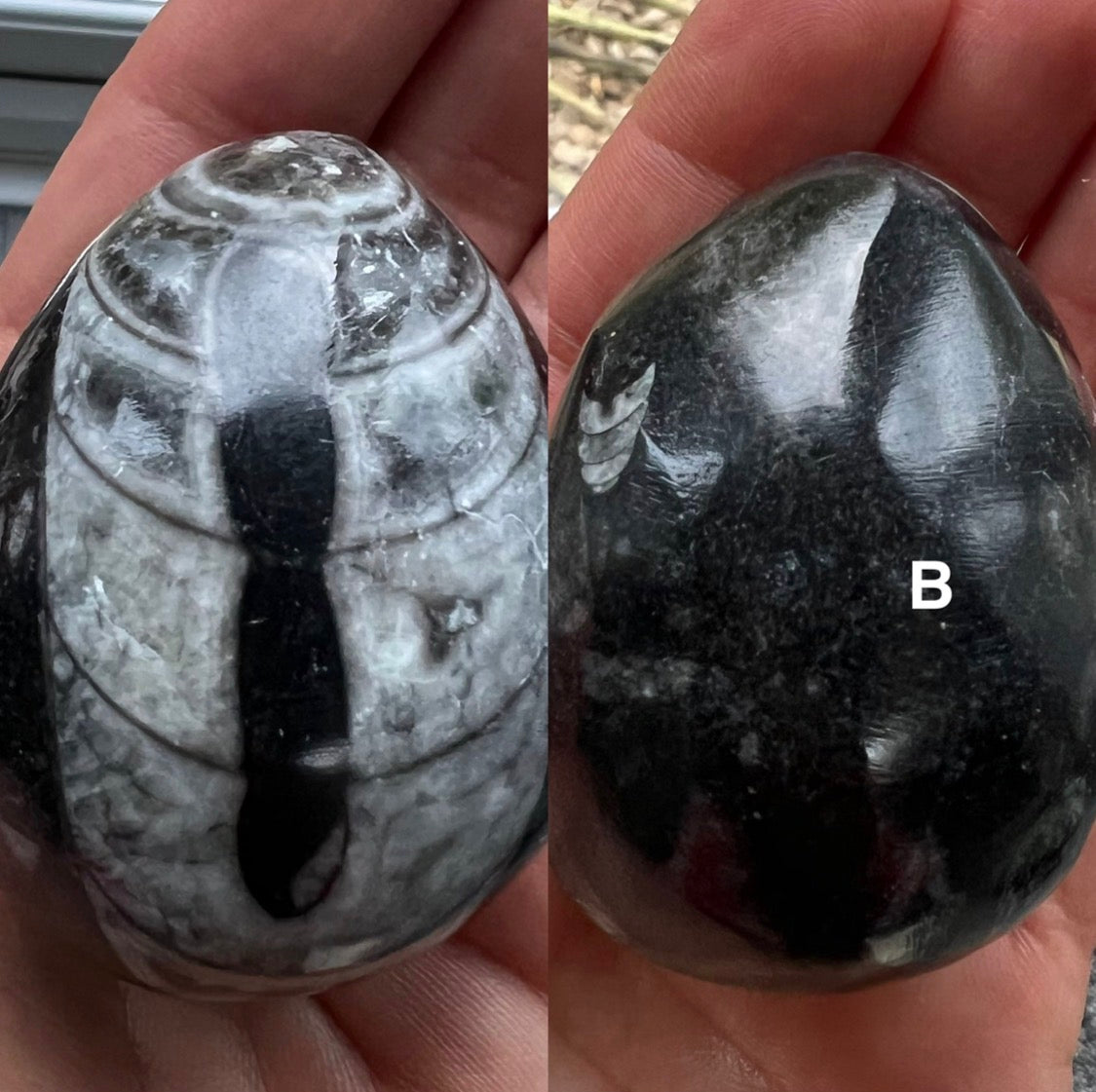 Orthoceras Nautiloid Fossils – 400 Million Years Old – Morocco - Crystal Boutique.co.uk