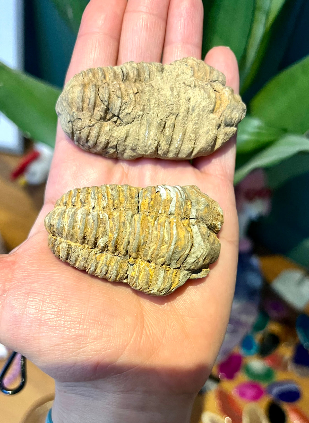 Natural Trilobite Fossils – Prehistoric Marine Fossil Specimens - Crystal Boutique.co.uk