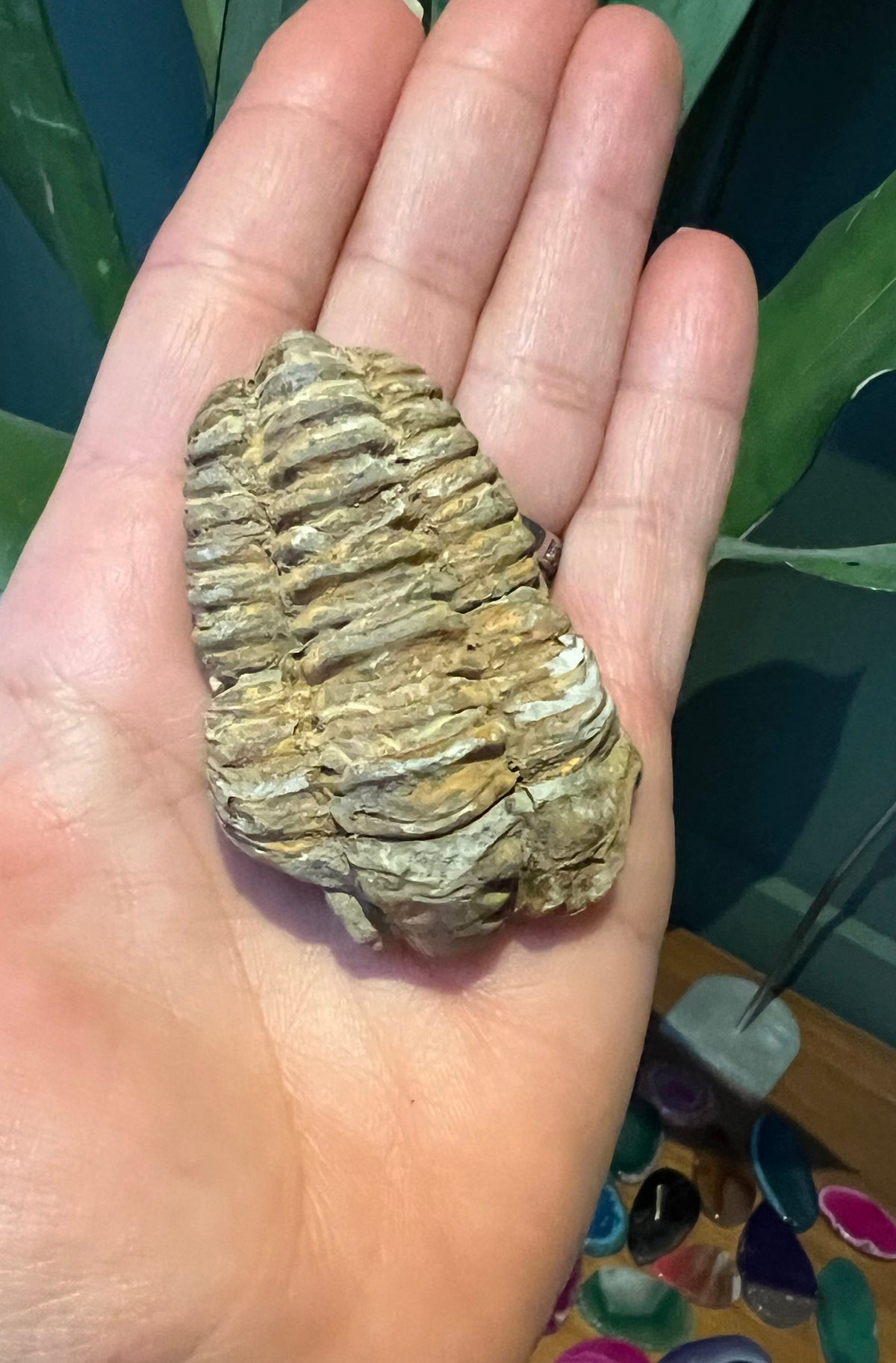 Natural Trilobite Fossils – Prehistoric Marine Fossil Specimens - Crystal Boutique.co.uk