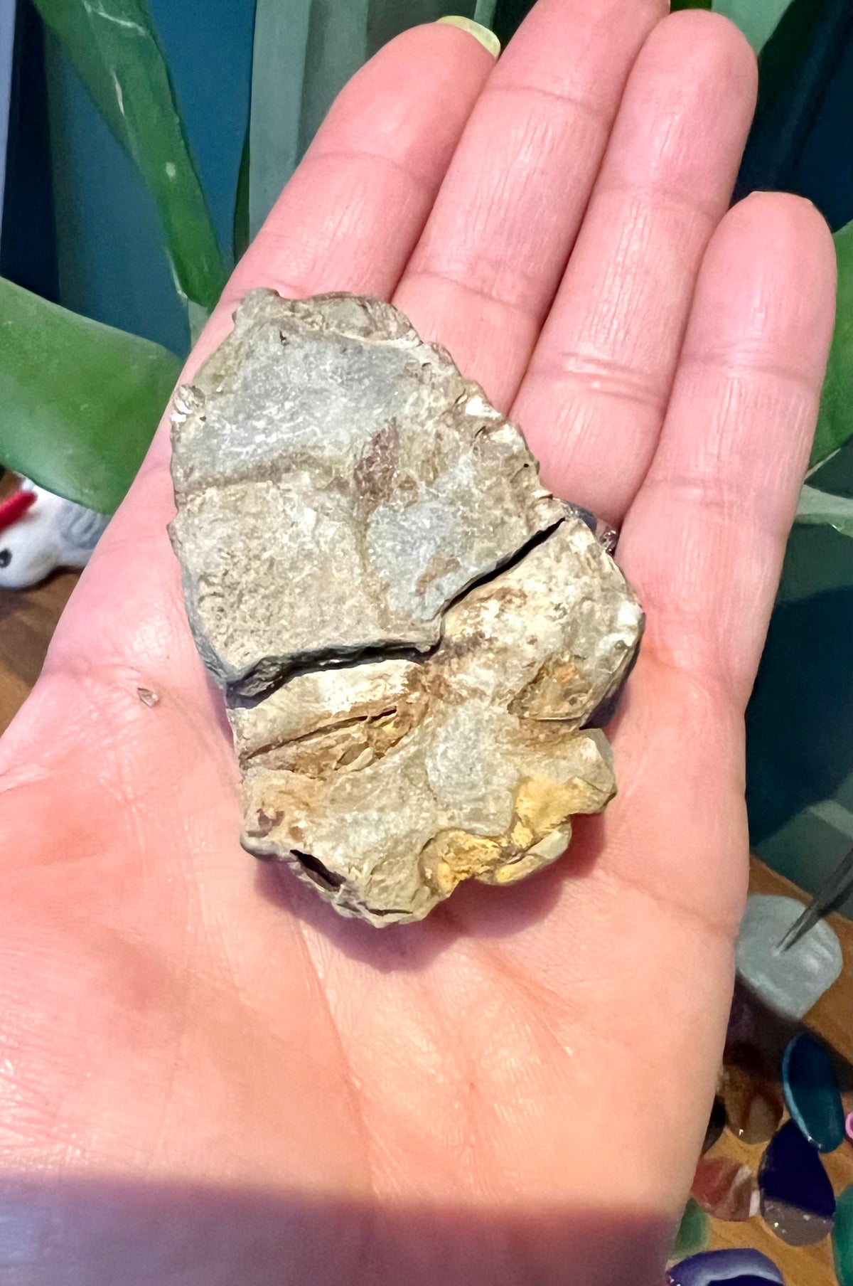 Natural Trilobite Fossils – Prehistoric Marine Fossil Specimens - Crystal Boutique.co.uk