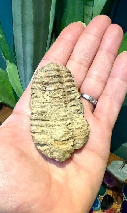 Natural Trilobite Fossils – Prehistoric Marine Fossil Specimens - Crystal Boutique.co.uk