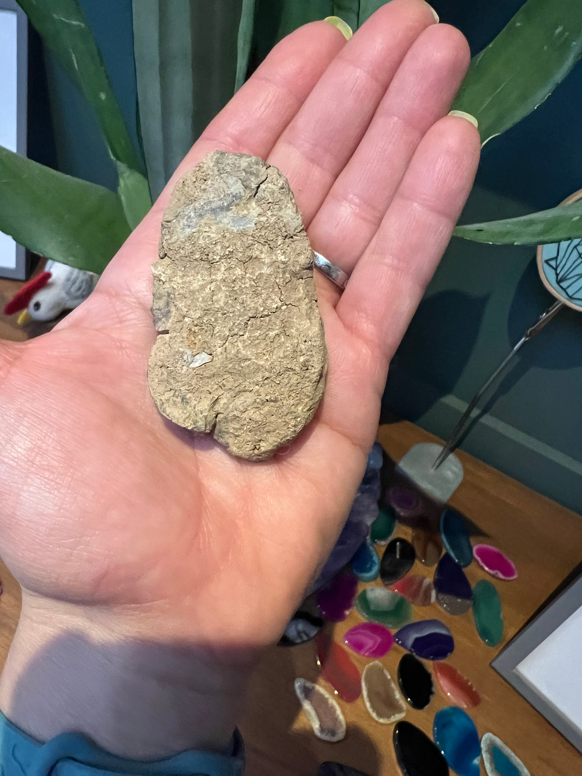 Natural Trilobite Fossils – Prehistoric Marine Fossil Specimens - Crystal Boutique.co.uk