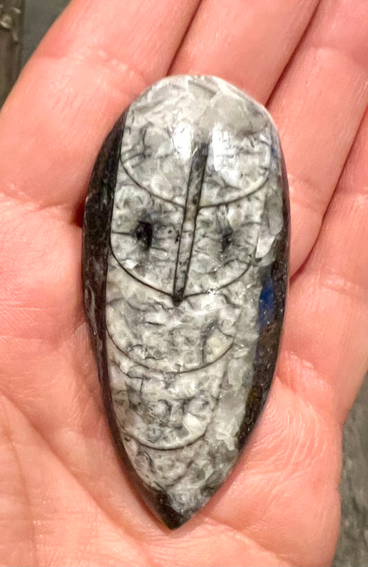 A polished Orthoceras Fossil Cabochon stone with a gray and white marbled pattern and black veins, held in a person's hand.