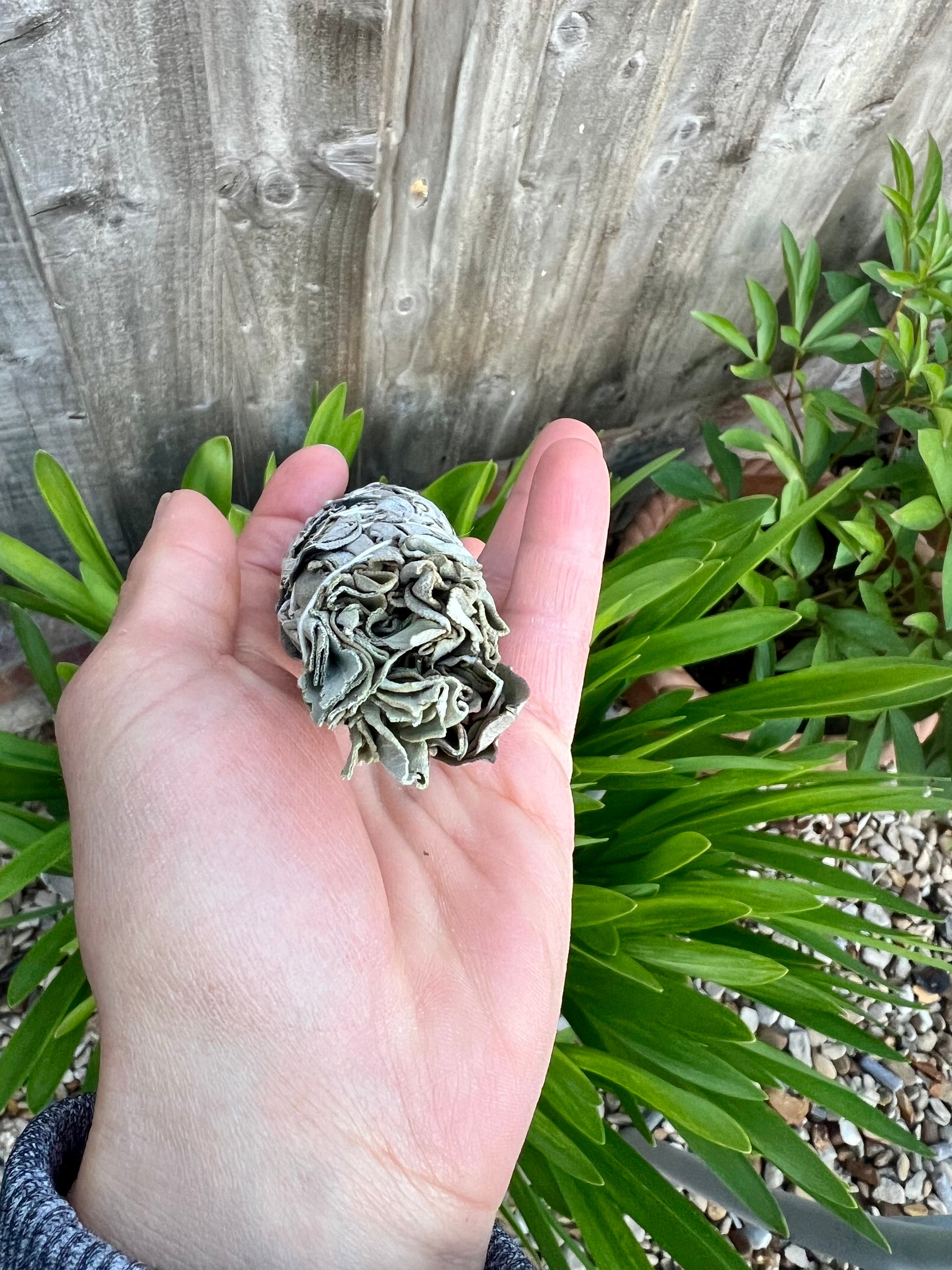 White Sage Smudge Stick 