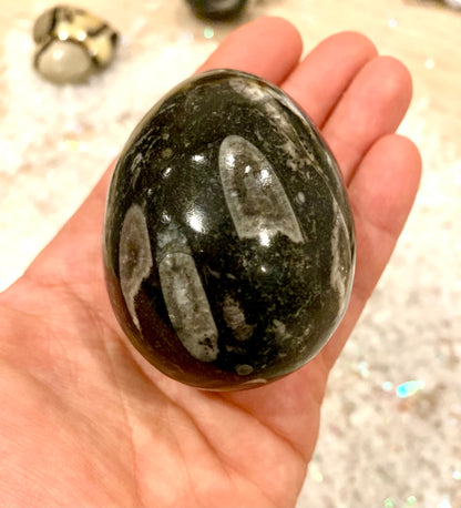 Orthoceras Fossil Egg - Crystalboutique.co.uk