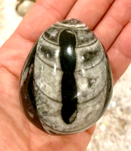 Orthoceras Fossil Egg - Crystalboutique.co.uk