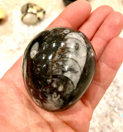 Orthoceras Fossil Egg - Crystalboutique.co.uk