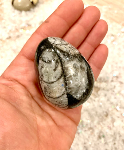 Orthoceras Fossil Egg 50mm - Crystalboutique.co.uk