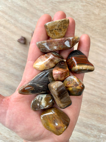 Petrified Wood Quartz Tumblestone - CrystalBoutique.co.uk 