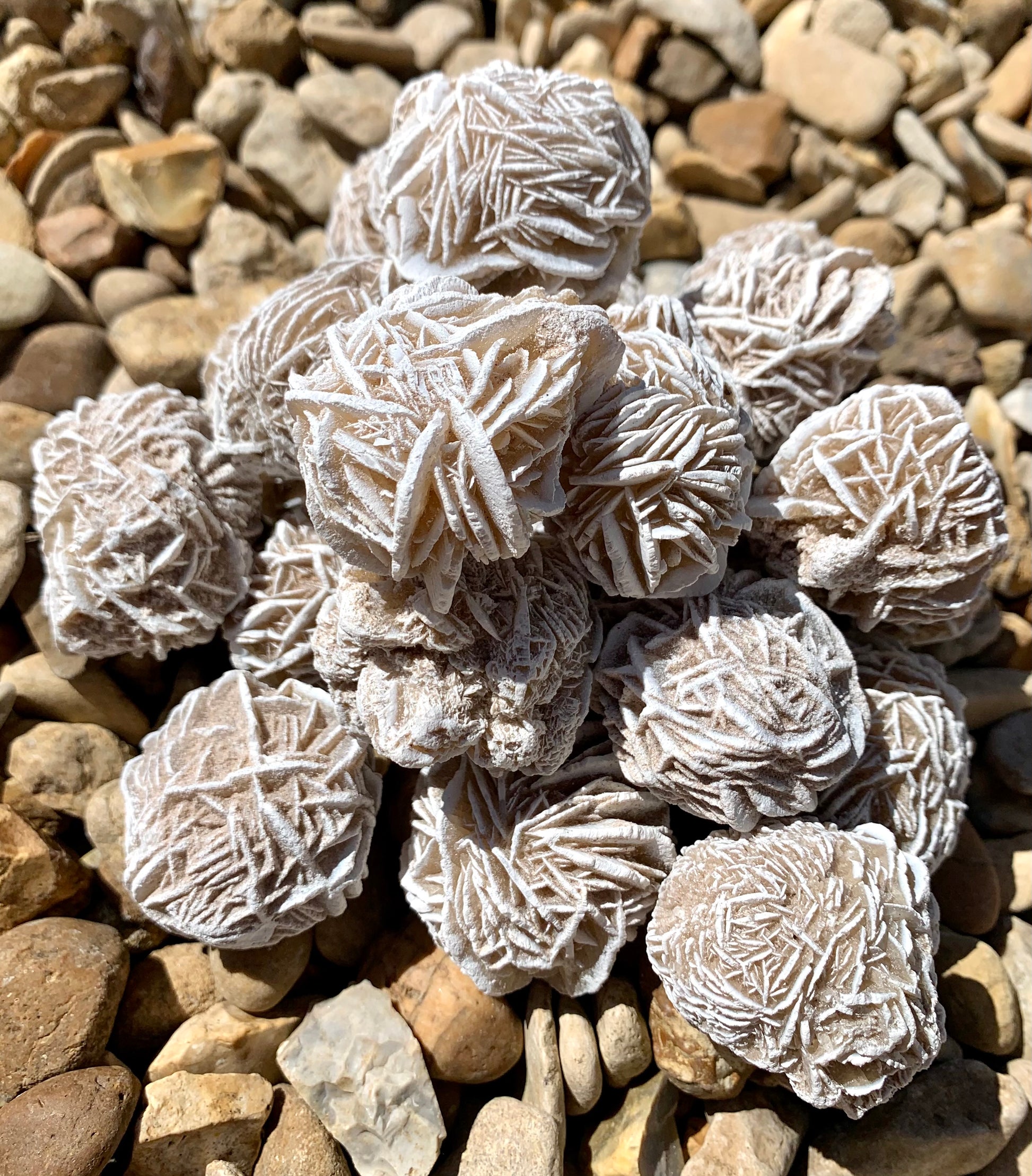 Desert Rose Selenite Cluster