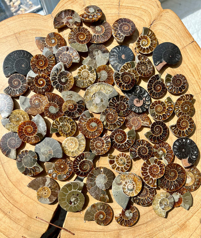 Cut & Polished Ammonite Fossils