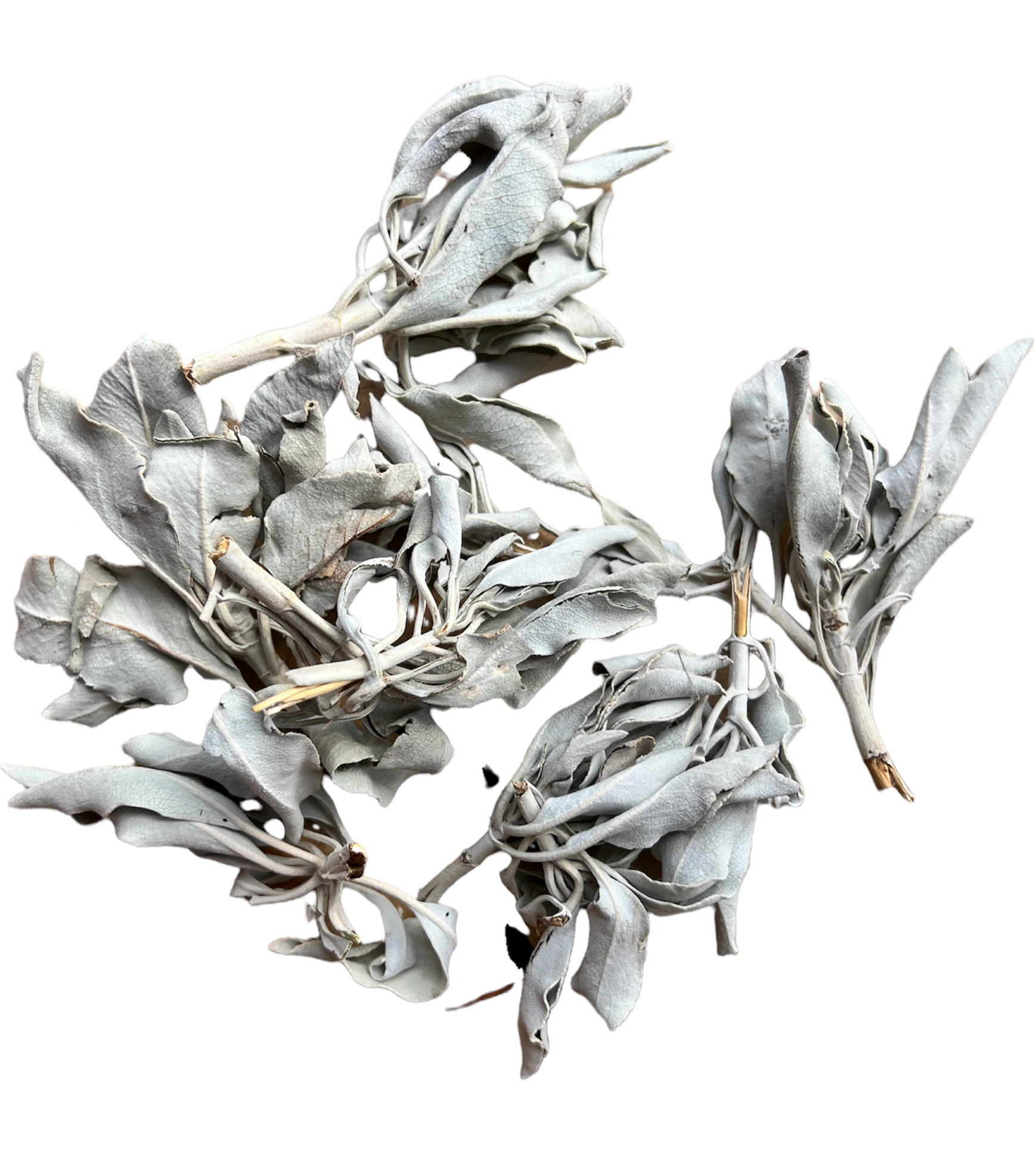 Californian White Sage Loose Clusters