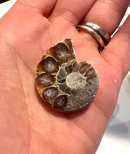 Cut & Polished Ammonite Fossils