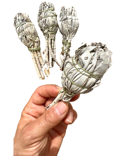 Small Californian Premium White Sage Smudge Bulb Stick
