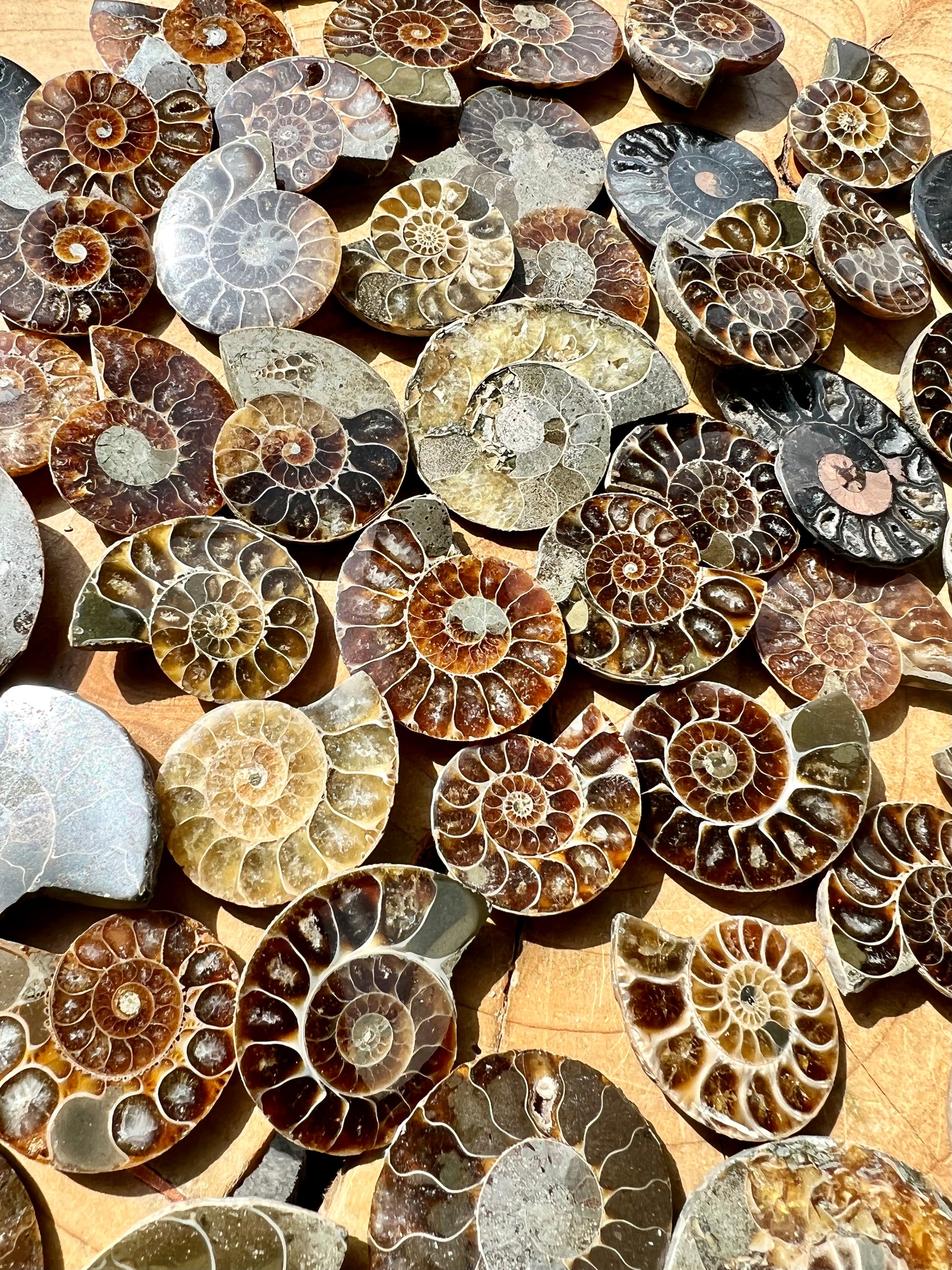Cut & Polished Ammonite Fossils