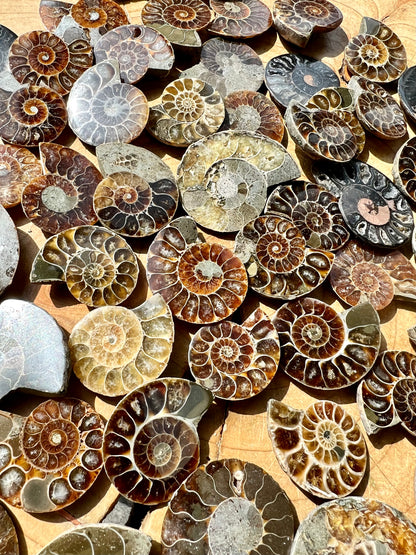 Cut & Polished Ammonite Fossils