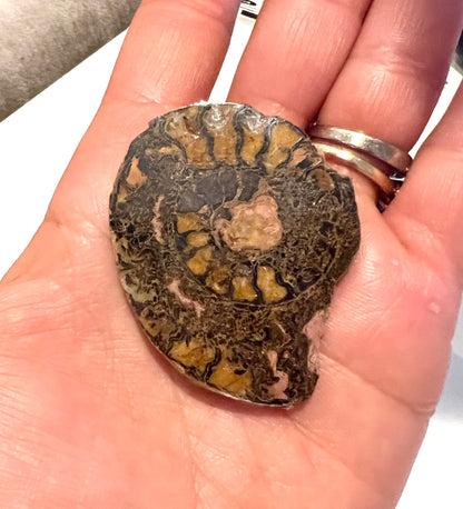 Cut & Polished Ammonite Fossils