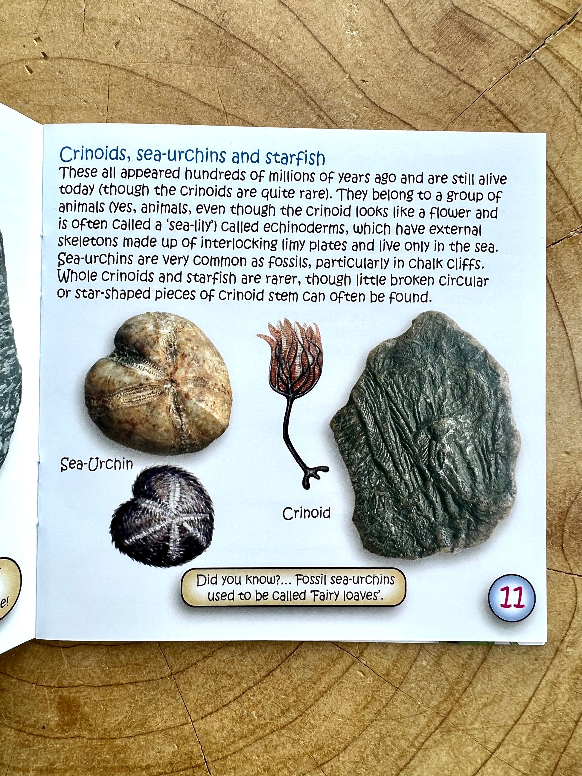 The Study Of Fossils Booklet