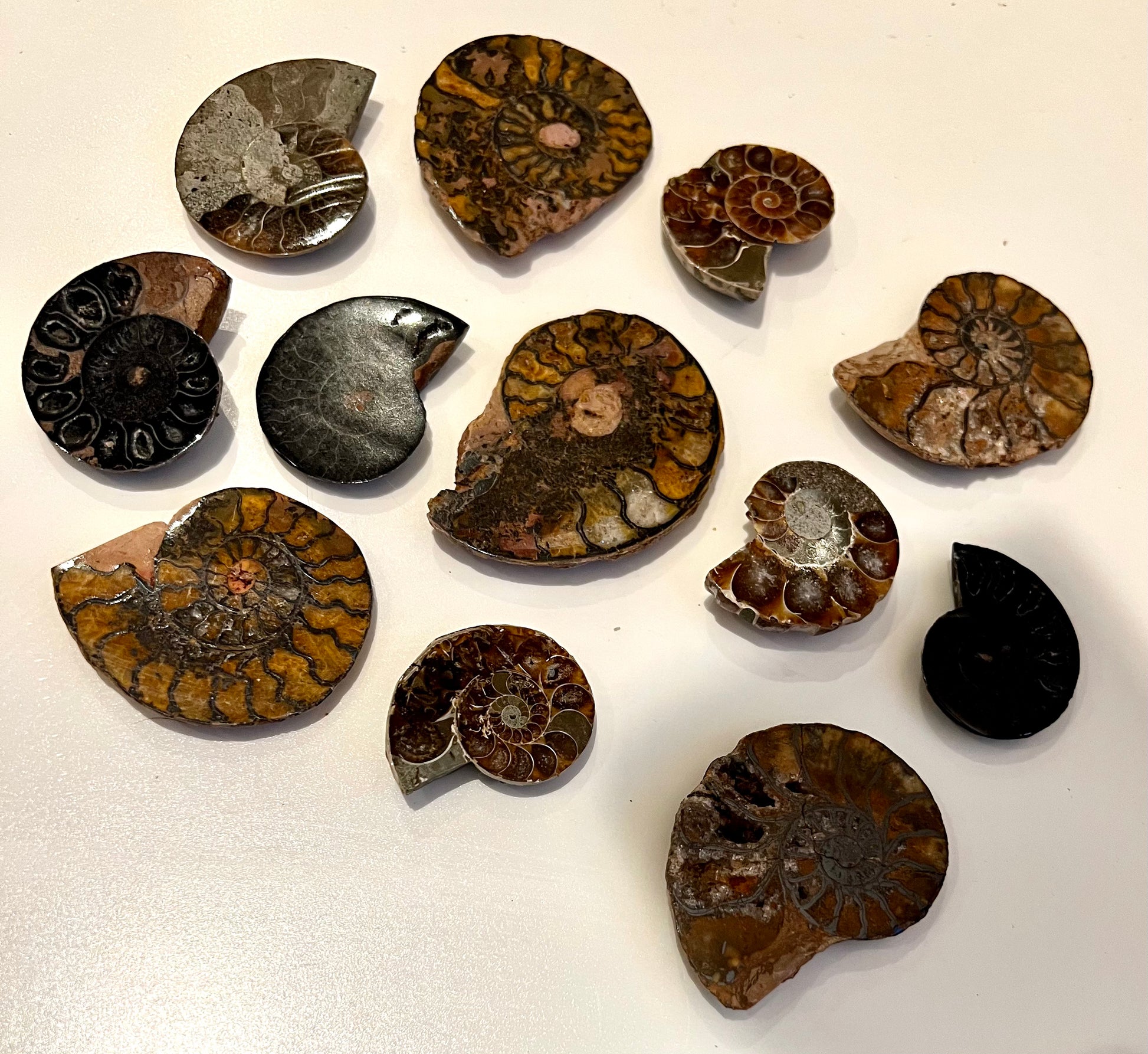 Cut & Polished Ammonite Fossils